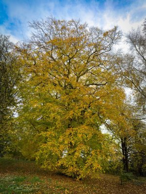 Autumn in Lancaster 2 081123-9.jpg