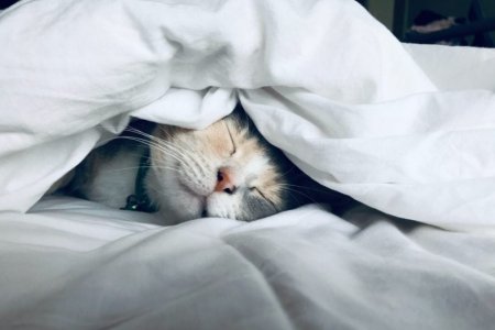 cattitude bankie.jpg