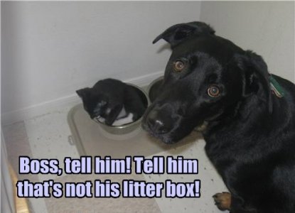 litter box.jpg