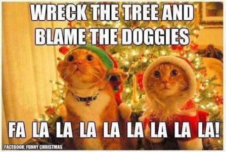 xmas cat.jpg