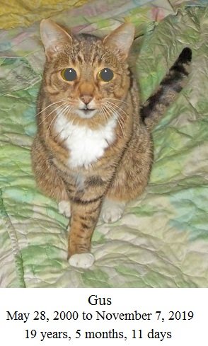 Gus 06-08-18.jpg