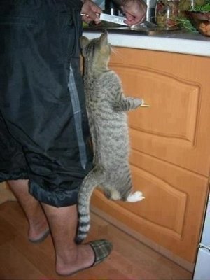 cattitude8.jpg