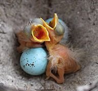 babybirds.jpg