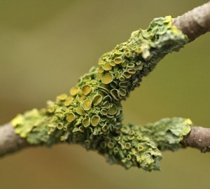 Green_Lichen.jpg