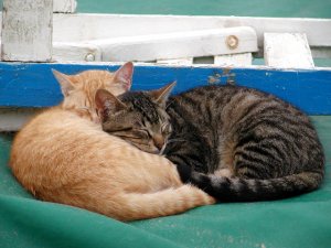 El Gattos.jpg