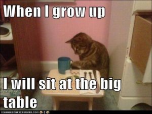 best-thanksgiving-cat-memes-2016.jpg