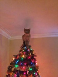 cat-on-top-of-christmas-tree-star-funny.jpg