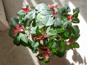 poinsettia,small.jpg