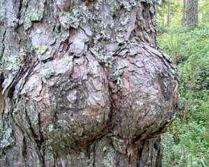 Tree mendous.jpg