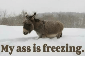 ass.png