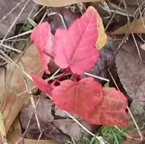 gumleaf.gif