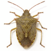 stkbug1.gif