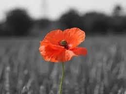 poppy.jpg