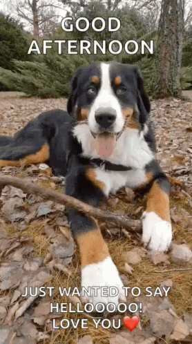 good-afternoon.gif