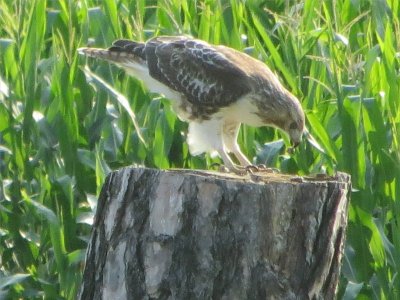 IMG_5771.JPG