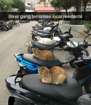 cattitude6.jpg