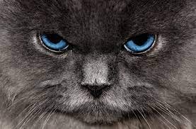angry.jpeg