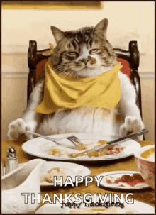 thanksgiving-cat.gif