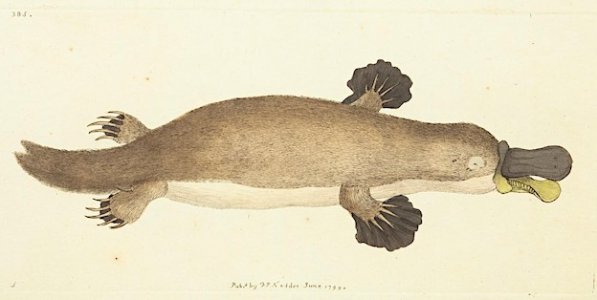 Platypus.jpg