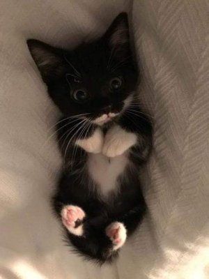 cattitude tux.jpg