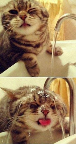 cattitude6.jpg