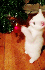 xmaskitty.gif