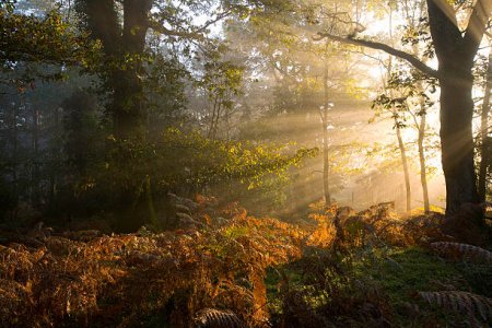 forest2.jpg