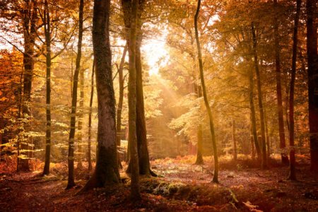 forest3.jpg