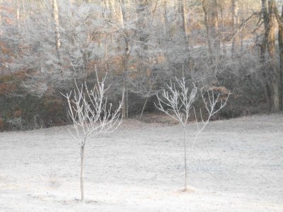 wreath from Sue 007.JPG