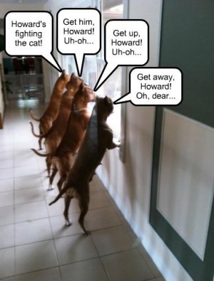 fightingthecat.jpg