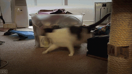 tumblr_nk116mz4NF1s391qwo1_500.gif