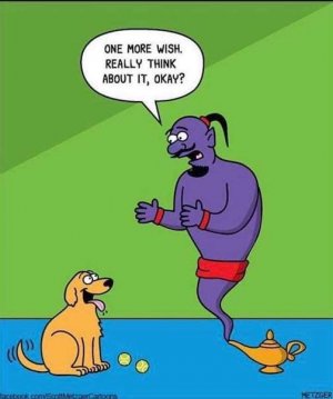 Foolish Canine.jpg