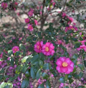 IMG_0924.jpeg