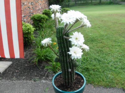vern , vickie, cactus , flowers 049.JPG