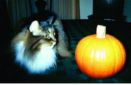 Stella pumpkin.jpg