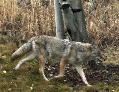 IMG_2968crop.jpg