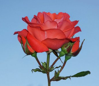 TF04082-85y.jpg TF04082-85y.jpg