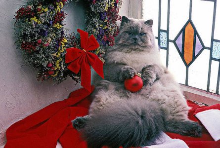 persian-cat-with-christmas-ball-garry-gay.jpg