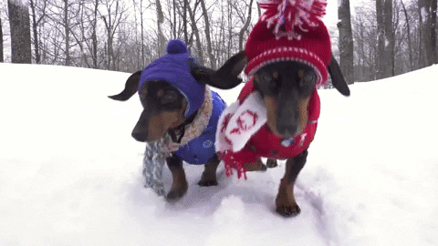 dogs running..gif
