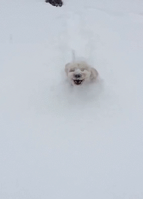 running through snow. gif.gif