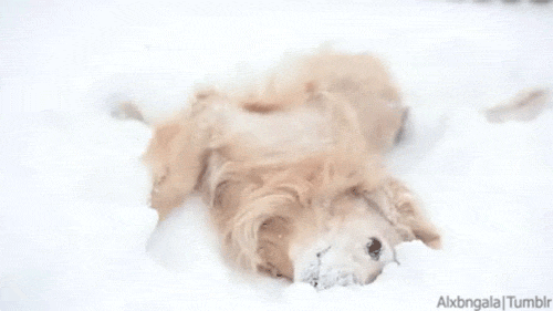 rolling in snow. gif.gif