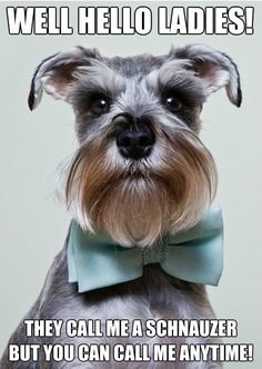 b0d5b6a5a4929f487df258c002f02d15--bowties-baby-dogs-2197175431.jpg