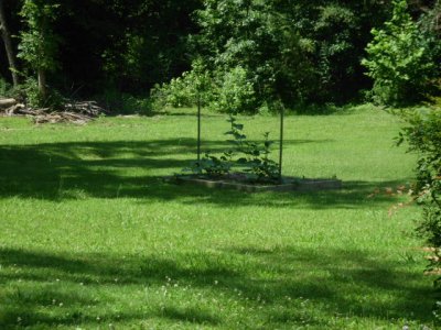 vern , vickie, cactus , flowers 011.JPG