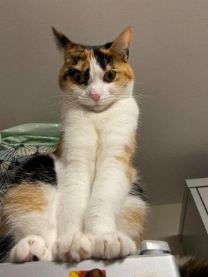 cattitude 12.jpg