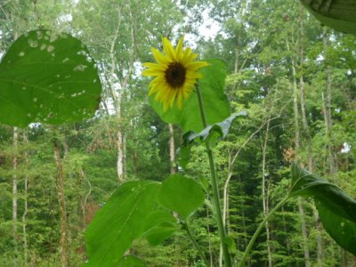 vern , vickie, cactus , flowers 008.JPG