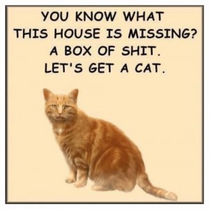 you-know-what-this-house-is-missing-a-box-of-44558173.jpg