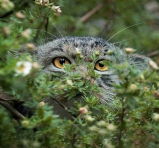cat owl cattitude.jpg