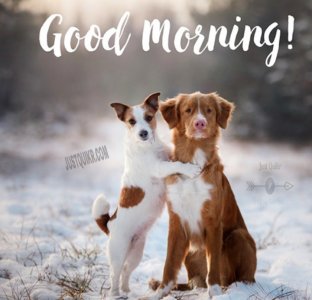 Good-Morning-dogs.jpg