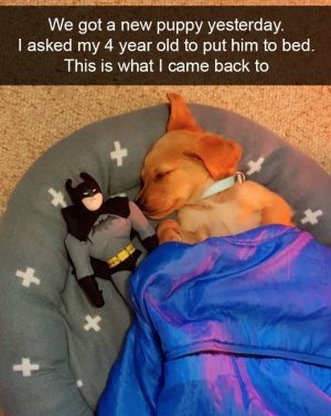 puppytobed.jpg