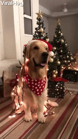 sparkling doggy.gif